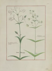 Ilustración del Libro de Medicinas Simples de Mattheaus Platearius (m. c.1161) c.1470